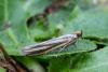 Selagia argyrella